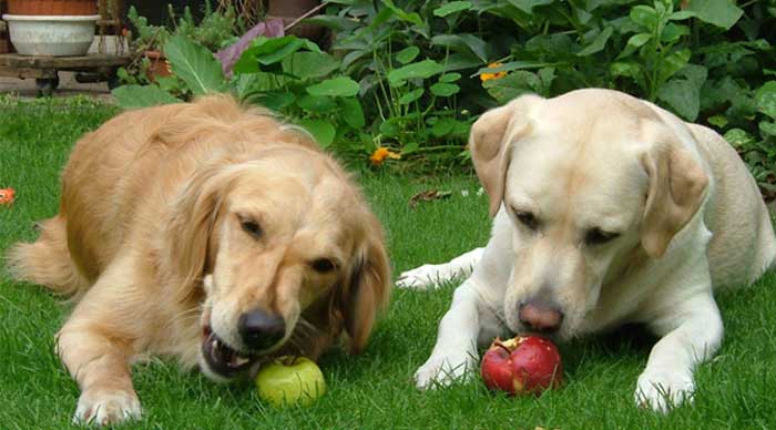 Can-Dogs-Eat-Apples
