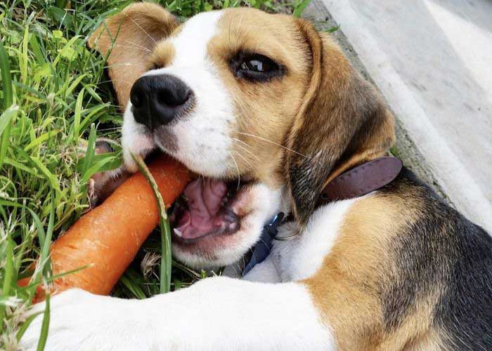 Can-Dogs-Eat-Carrots