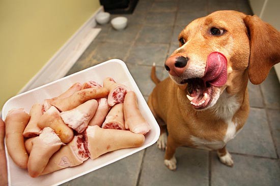 Can Dogs Eat Pork Read First Candogeat Net