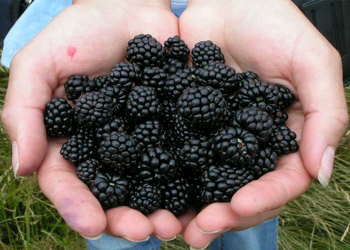 can-dogs-eat-blackberries