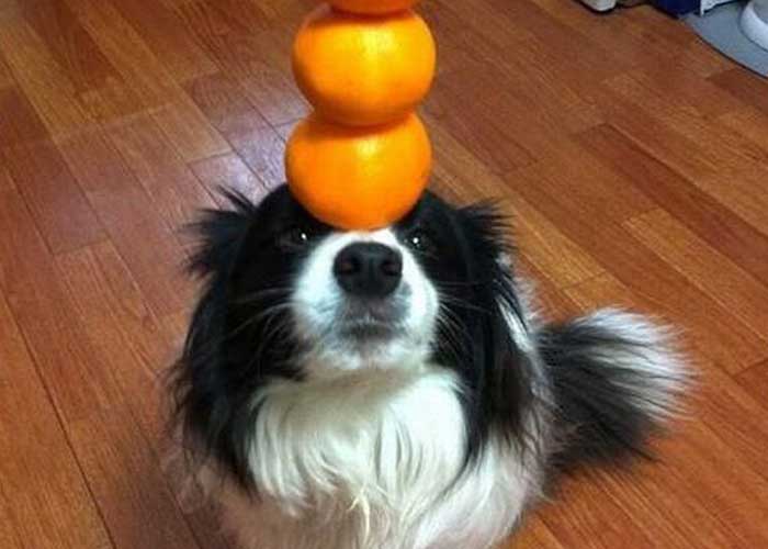 can-dogs-eat-oranges
