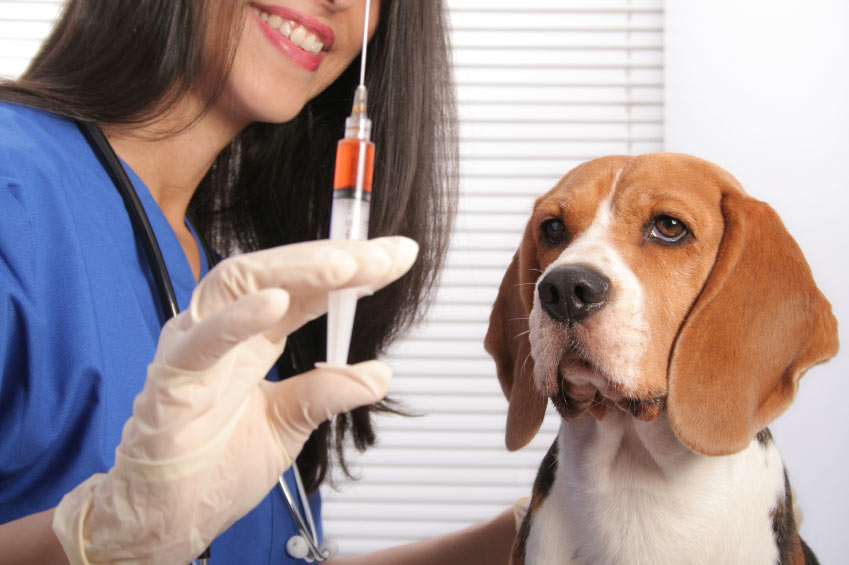 can-i-give-my-dog-vaccination-home